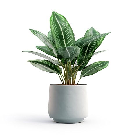 home page house plant