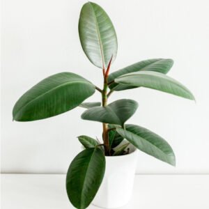 home page product 02